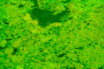 Abstract natural water weed algae background texture image
