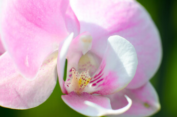 Fototapeta na wymiar Różowy kwiat