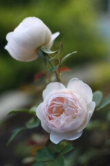 pink english rose