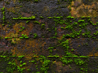 Moss textures background. Green moss on Stone background. Stone with Green moss. Green mosses background.Colorful Moss wall background at Buddhist monastery