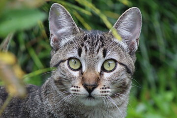 Lindo e expressivo olhar de uma adorável gatinha tigrada.