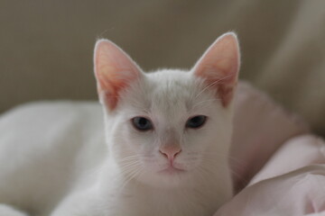 Registro de uma adorável gatinha, de olhar muito expressivo.