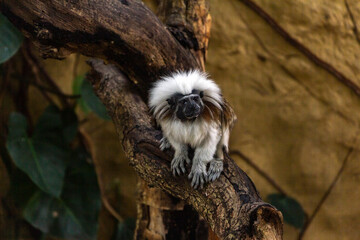 Un mono miniatura posa sentado en el troco de un árbol en el zoo