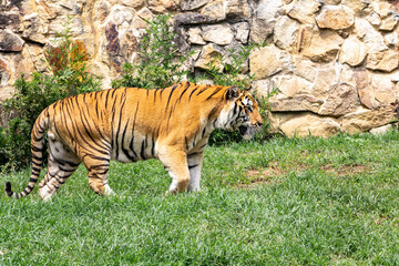 Fototapeta na wymiar Un tigre merodea por el zoo