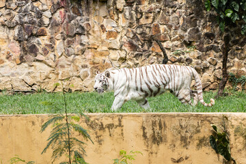 Un tigre blanco camina por el zoo