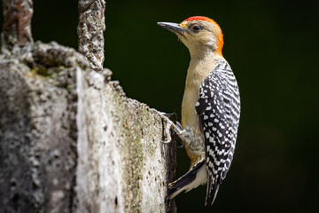 Woodpecker