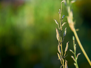 close up of green grass