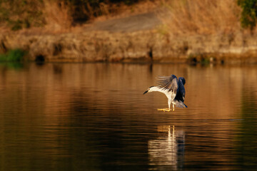 Black-crowned Night-Heron