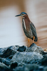Black-crowned Night-Heron
