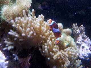 Fototapeta na wymiar orange and white clownfish with coral in the water