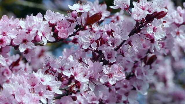 CU Japanese cherry tree in spring / Remich, Canton of Remich, Luxembourg