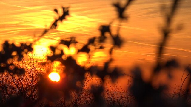 CU SELECTIVE FOCUS Sunrise seen from behind branches / Remich, Canton of Remich, Luxembourg