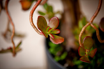 jade flower in close up