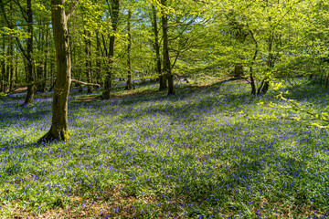 Low level view of Blue Bells in woods and woodland purple carpet of flowers in forest with dappled sunlight through branches