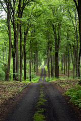 A forest road in Parowy Janinowskie