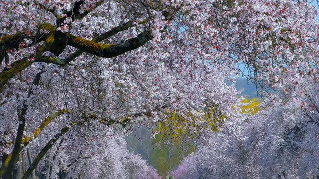 WS Japanese cherry trees in spring / Remich, Canton of Remich, Luxembourg