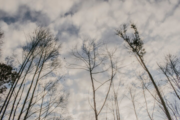 Trees and the sky