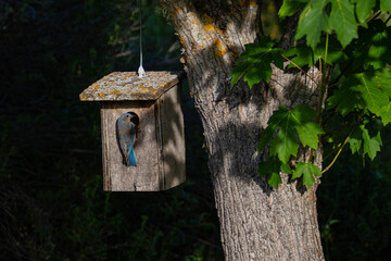 Feeding the young bird