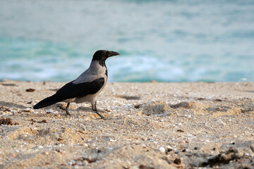 Crow walking along the sea beach near the water