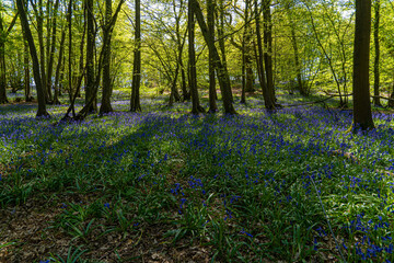 Low level view of Blue Bells in woods and woodland purple carpet of flowers in forest with dappled sunlight through branches