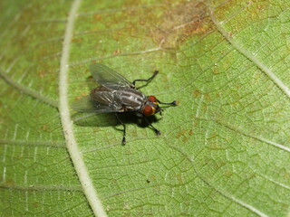 Newly spread wings and metamorphosis completed for this little friend. It's time to fly.