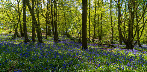 Low level view of Blue Bells in woods and woodland purple carpet of flowers in forest with dappled sunlight through branches