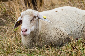 Obraz premium Schaf auf trockenem Gras 