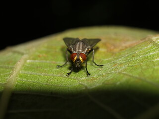 This fly stares at the person holding that moment in time