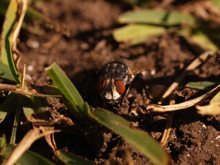 This fly almost disappeared from its surroundings were it not for those big red eyes with a distinctive drop of water on one of them.