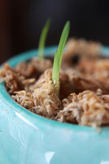 Closeup of healthy green bulb leaves and stalks in a pot surrounded by moss