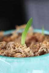 Closeup of healthy green bulb leaves and stalks in a pot surrounded by moss