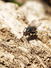 Oxysarcodexia paulistanensis runs through the midday soil on a rotting trunk