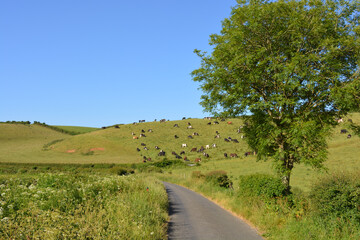 Narrow lane through lush green fields with cows grazing on hillside and ash tree at roadside, Dorset, England