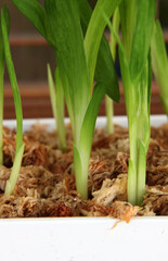 Closeup of healthy green bulb leaves and stalks in a pot surrounded by moss