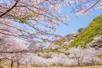 Fototapeta premium 満開の桜