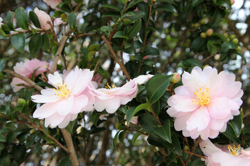 Obraz na płótnie Canvas Beautiful pink and white Camellia flowers surrounded by green leaves