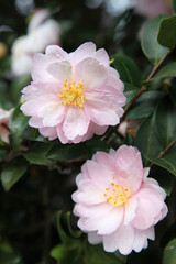 Beautiful pink and white Camellia flowers surrounded by green leaves