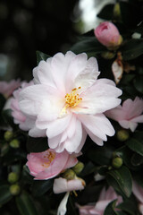 Beautiful pink and white Camellia flowers surrounded by green leaves