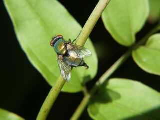 Lucilia sericata defecating the ray of the sun on a green branch