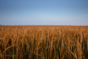 Field of yellow wheat on sunset and blue evening sky above