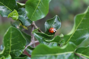 ladybug on leaf joaninha