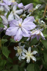 closeup of montana clematis surrounded by leaves