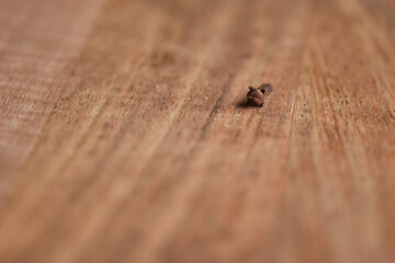 Carnation bud on a wooden board. Macro shot of spices.
