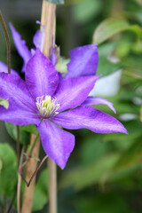 closeup of montana clematis surrounded by leaves