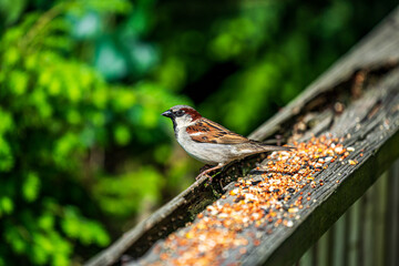sparrow on a deck