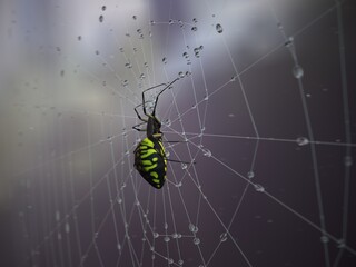 Spider on spider web after rain