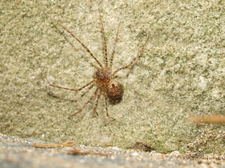 Scytodes globula rests in the solitude of a wall