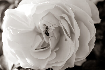 Englische Rose mit Insekt Sephia Edel traumhaft zauberhaft weiße Rosen