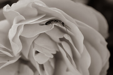Englische Rose mit Insekt Sephia Edel traumhaft zauberhaft weiße Rosen