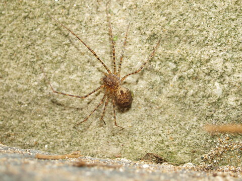 Scytodes globula rests in the solitude of a wall